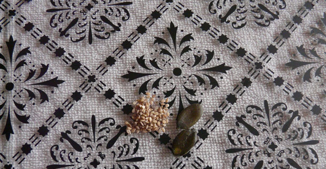 Beispiel 1: Kürbis-und Seamkerne zum Größenvergleich.